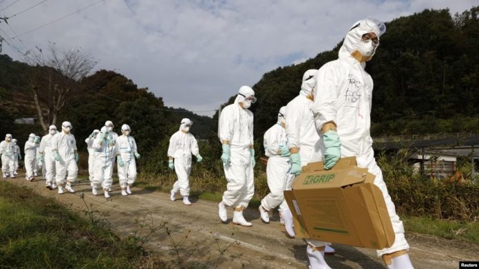 Ilustrasi Sejumlah petugas dengan pakaian pelindung bergerak menuju peternakan unggas untuk memeriksa kemungkinan wabah flu burung di Higashikagawa, Jepang. (Foto Kyodo via Reuters)