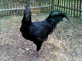 Peternak Ayam Cemani