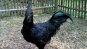 Peternak Ayam Cemani