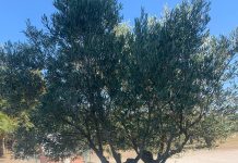 Olive Tree di Cristo Rei Portugal