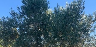 Olive Tree di Cristo Rei Portugal