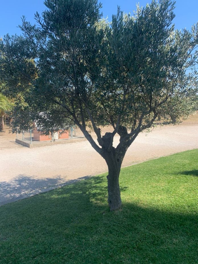 Olive Tree di Cristo Rei Portugal