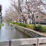 Ichigo Ichie dan Seni Menghargai Momen Kamogawa River Sungai yang Memikat Hati Kyoto Jepang