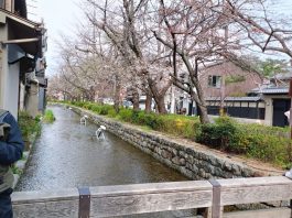 Kamogawa River Sungai yang Memikat Hati Kyoto Jepang