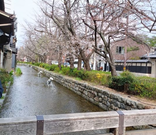 Kamogawa River Sungai yang Memikat Hati Kyoto Jepang