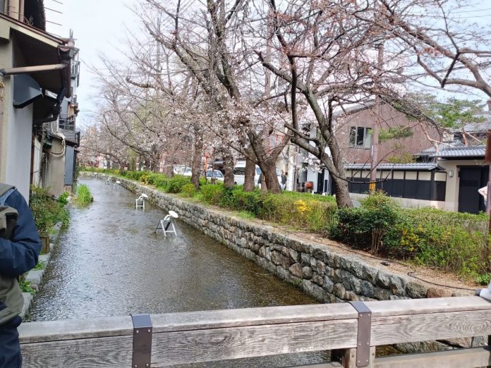 Kamogawa River Sungai yang Memikat Hati Kyoto Jepang