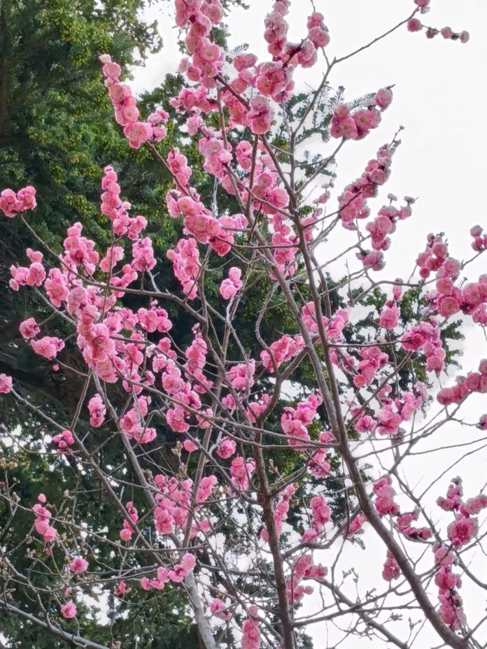 Pohon Sakura Pink di Kyoto Keindahan yang Memikat