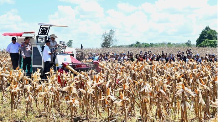 Panen Raya Jagung
