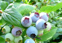 Buah Blueberry
