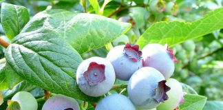 Buah Blueberry
