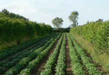 Agroforestri