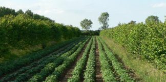 Agroforestri