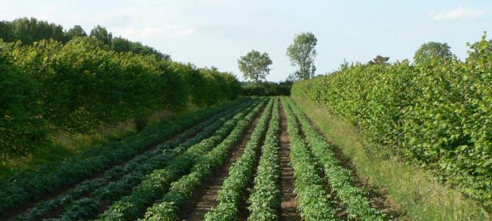 Agroforestri