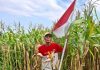 jagung