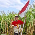 jagung