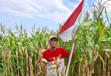jagung