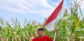jagung