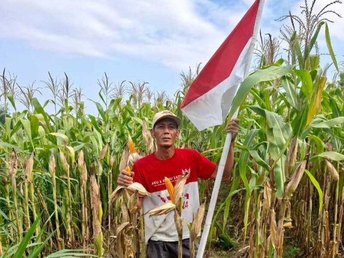 jagung jagung