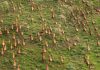 antelope