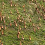 antelope