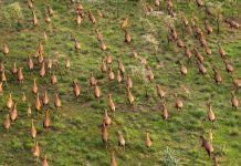 antelope
