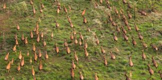 antelope