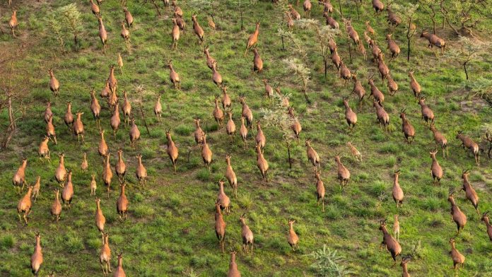 Great Nile Migration antelope