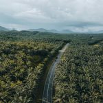 Kelapa Sawit