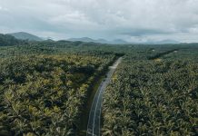 Kelapa Sawit