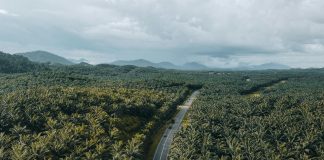 Kelapa Sawit