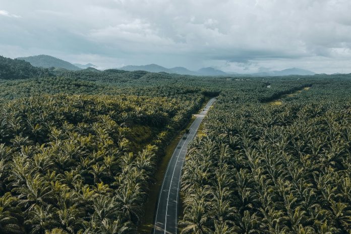 Kelapa Sawit