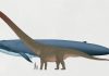 Blue Whale