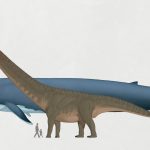 Blue Whale