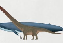 Blue Whale