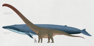 Blue Whale