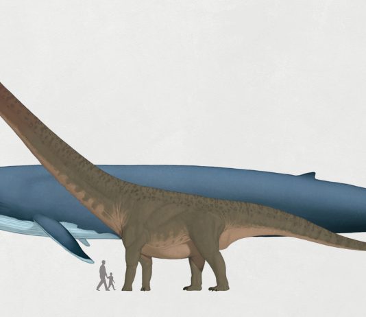 Blue Whale