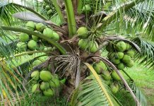 Kelapa