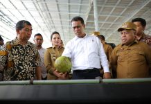 Hilirisasi Kelapa Dorong Ketahanan Pangan dan Kesejahteraan Petani: Malut Jadi Contoh Nasional Kelapa