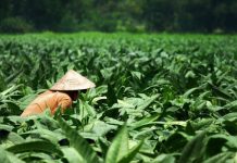 Wamenkum: Regulasi Industri Tembakau Harus Disusun dengan Ekstra Hati-Hati dan Melibatkan Semua Pihak