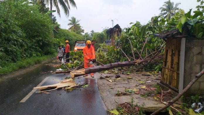 Pohon tumbang