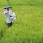 Tahun Depan, Rp400 Triliun Ditargetkan Mengalir ke Petani hingga Warga Daerah Terpencil Petani