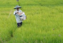Indonesia Menuju Pusat Inovasi Pertanian Dunia