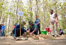 Penanaman bibit pohon