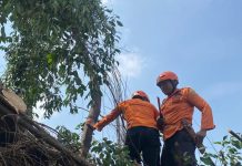 BNPB: Dua Wilayah di Jawa Barat Dilanda Cuaca Ekstrem, Puluhan Rumah Rusak Pohon tumbang