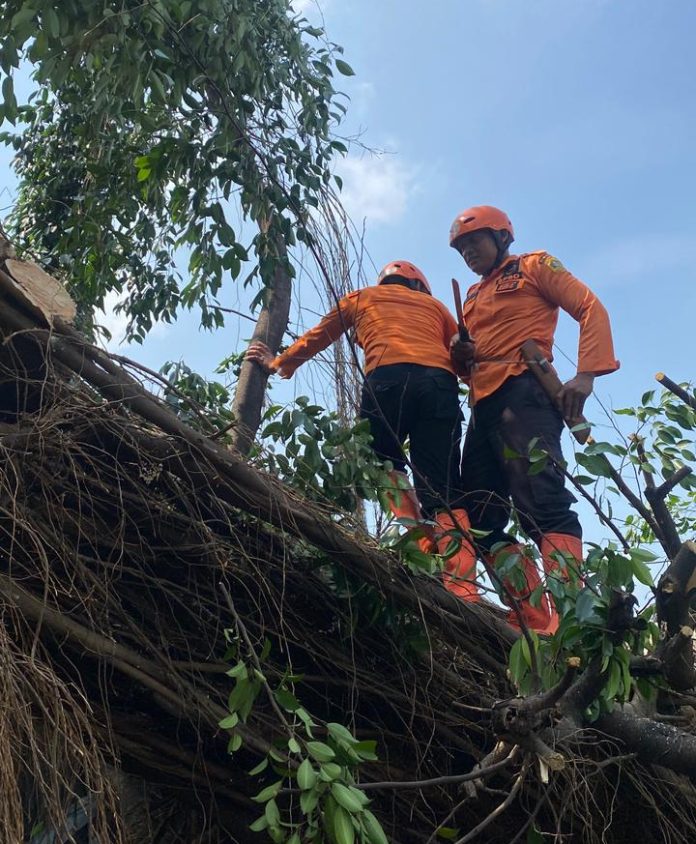 BPBD Kabupaten Bogor bersama petugas gabungan mengevakuasi pohon tumbang di Desa Ciriung, Kecamatan Cibinong , Kabupaten Bogor, Jawa Barat, pada Selasa Pohon tumbang