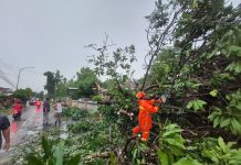 Cuaca Ekstrem dan Sejumlah Bencana Terjadi di Berbagai Wilayah Indonesia pada 8–9 Desember 2025 Pohon tumbang
