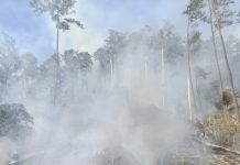 BNPB Catat Karhutla dan Angin Kencang Terjadi di Sejumlah Wilayah Kebakaran hutan dan lahan