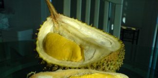 Durian musang king