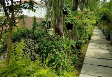 Tanaman Hias Favorit yang Tumbuh Subur Saat Hujan