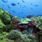 Terumbu karang